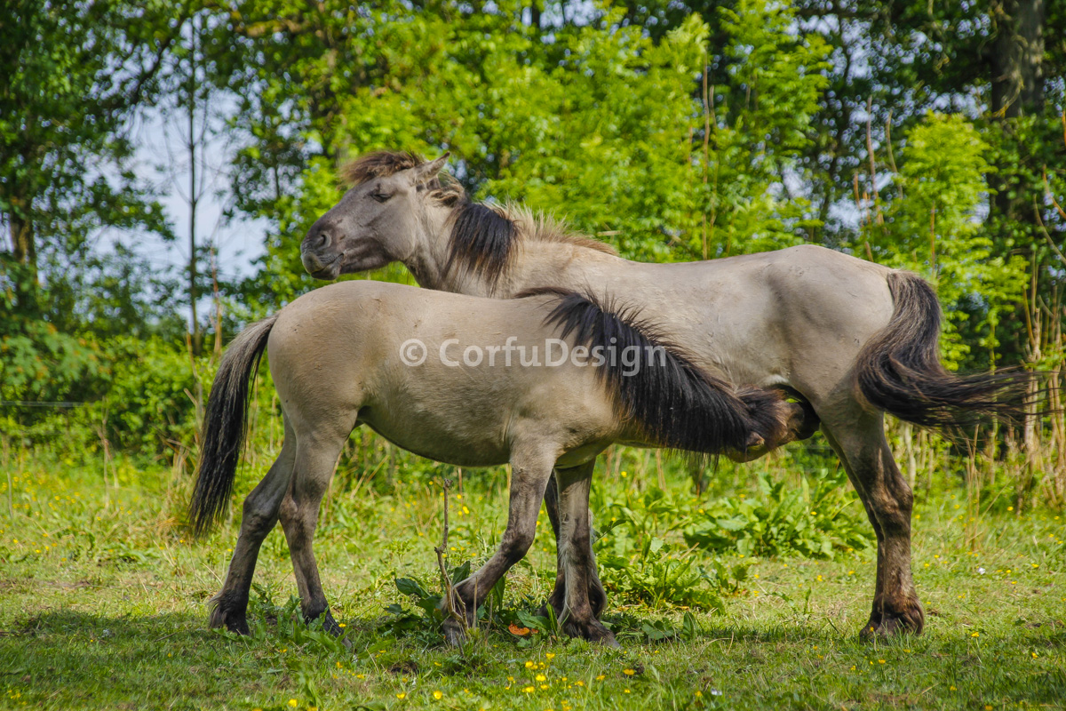 Konink paarden op Landgoed Ennemaborgh