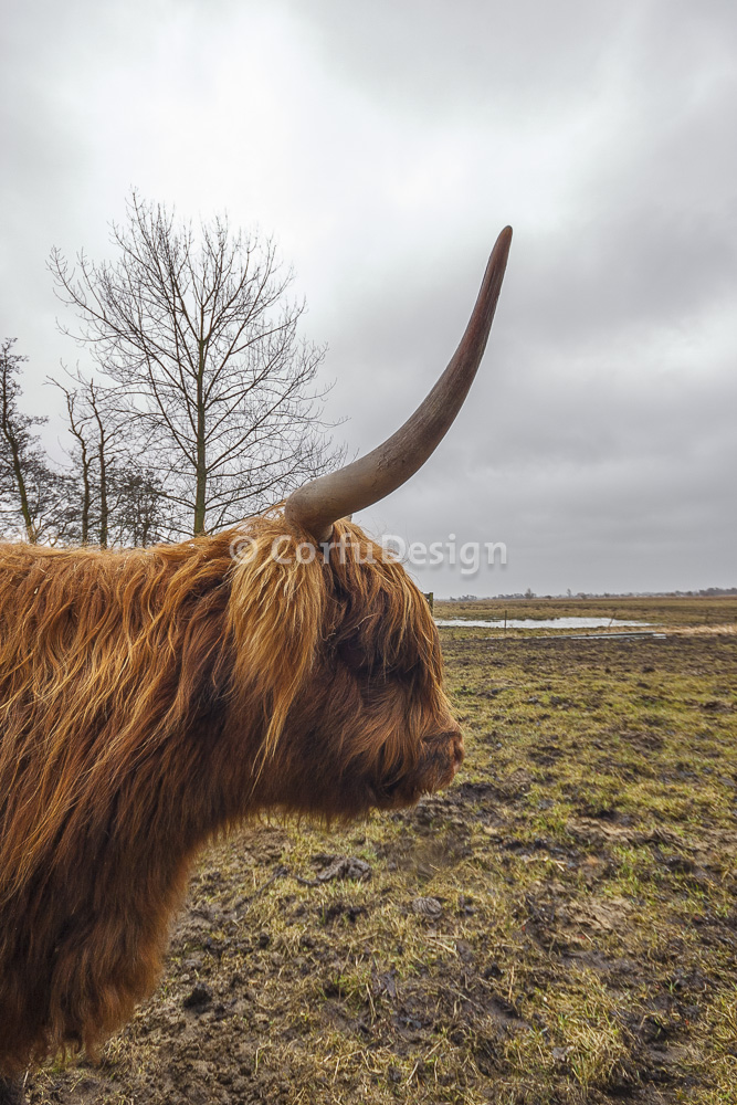 Schotse Hooglander