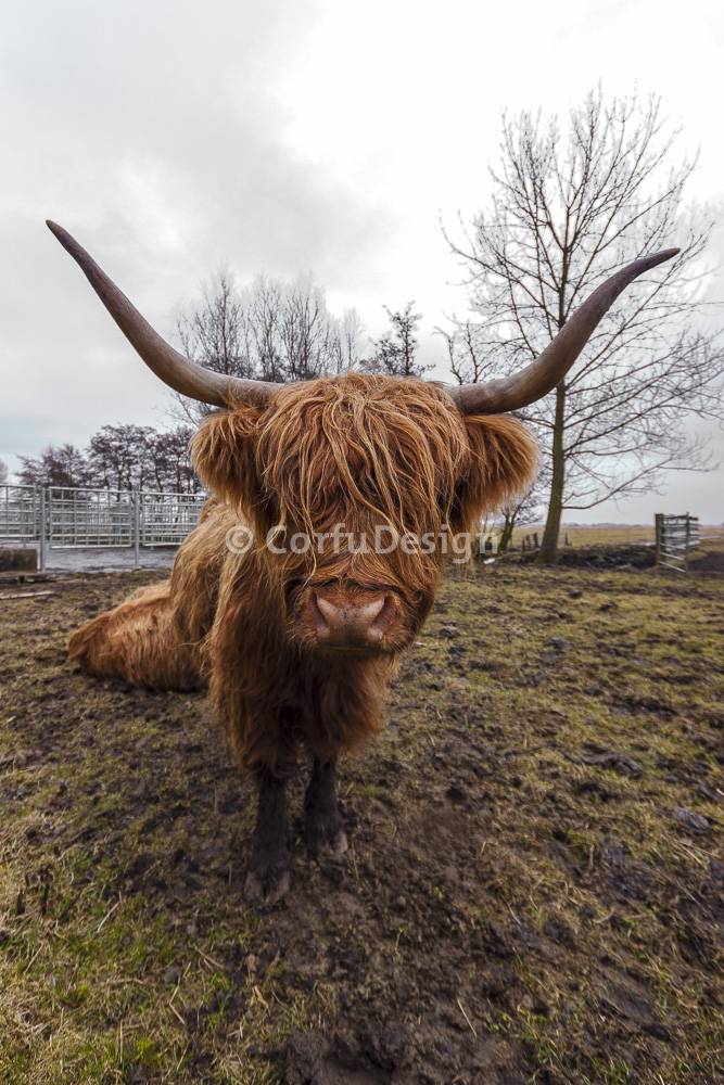 Schotse Hooglander