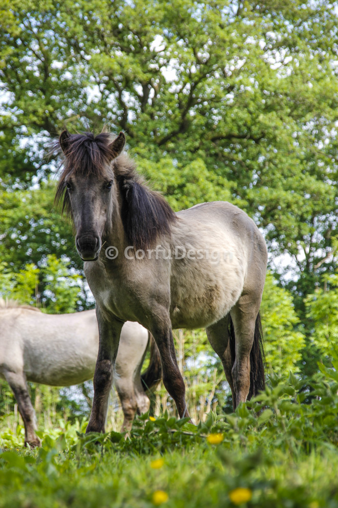 Konink paarden op Landgoed Ennemaborgh