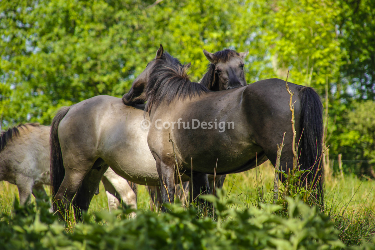 Konink paarden op Landgoed Ennemaborgh