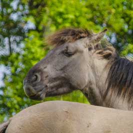 konik